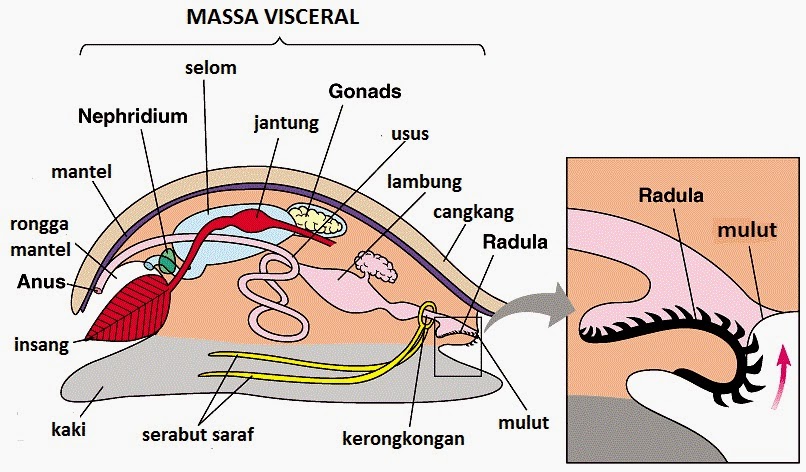 Filum Moluska Info Pendidikan dan Biologi