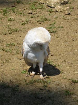 Barn owl