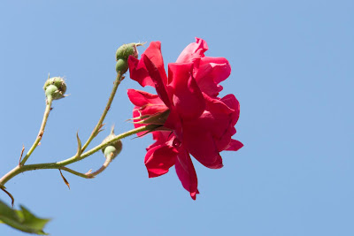 A rose against the sky