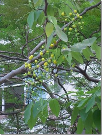 clip_image004