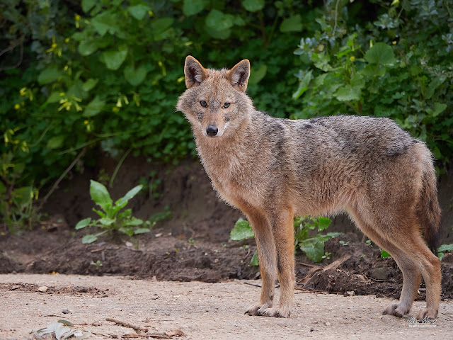 Golden Jackal Eye Contact