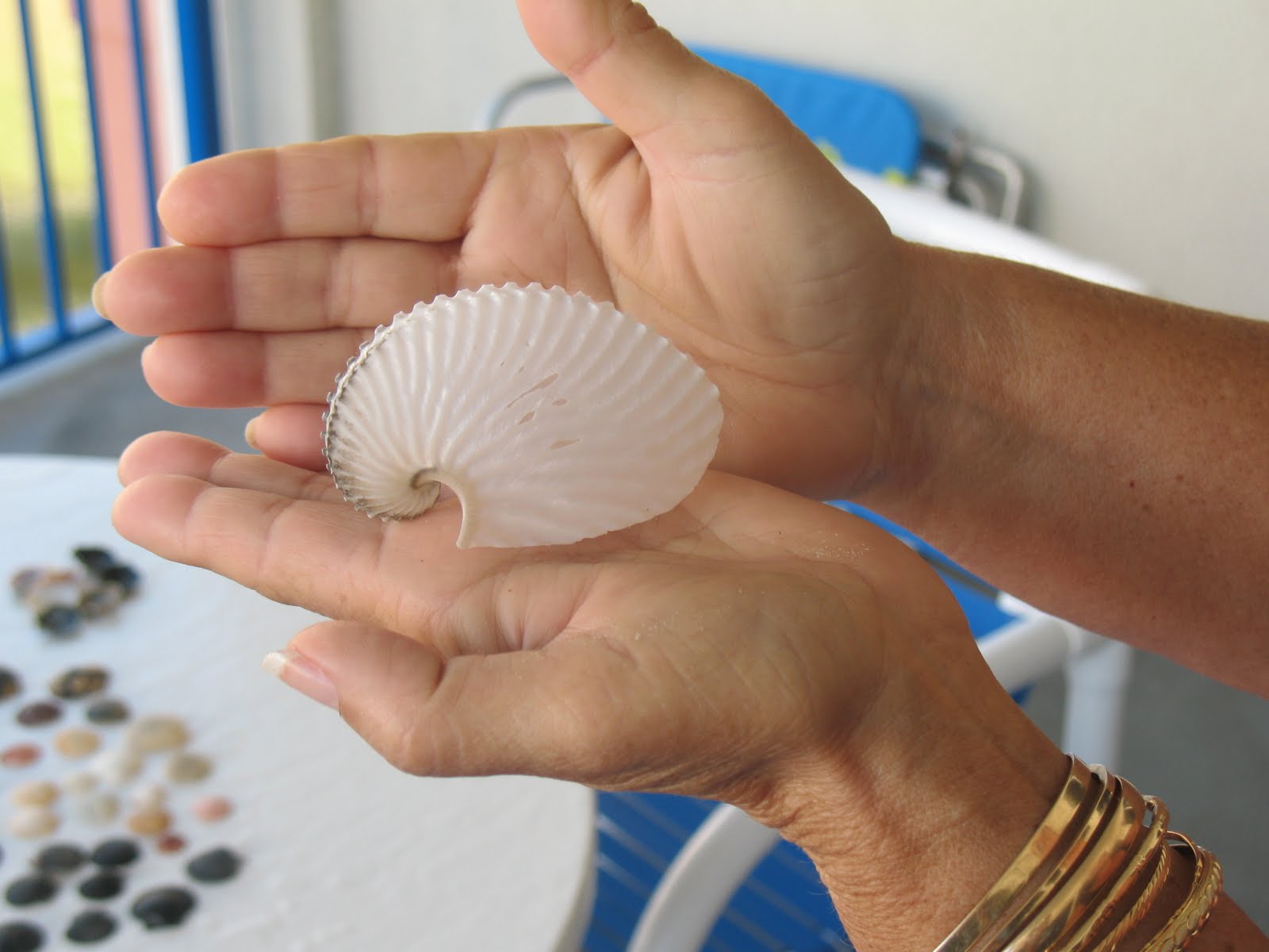 ... am labels 2011 this paper nautilus shell was found on new smyrna beach