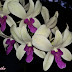 Dendrobium Leaves Curling