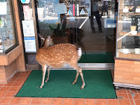 鹿がお店の前を徘徊