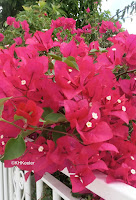 Bougainvillea