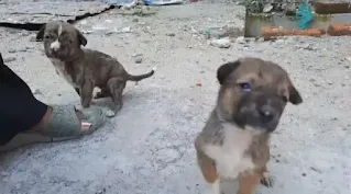 Tears in the eyes, hunger in the stomach, no one to look after, helpless mother lost five puppies
