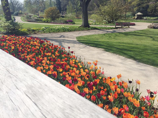 RHS-Harlow-Carr-Red-And-Orange-Tulips