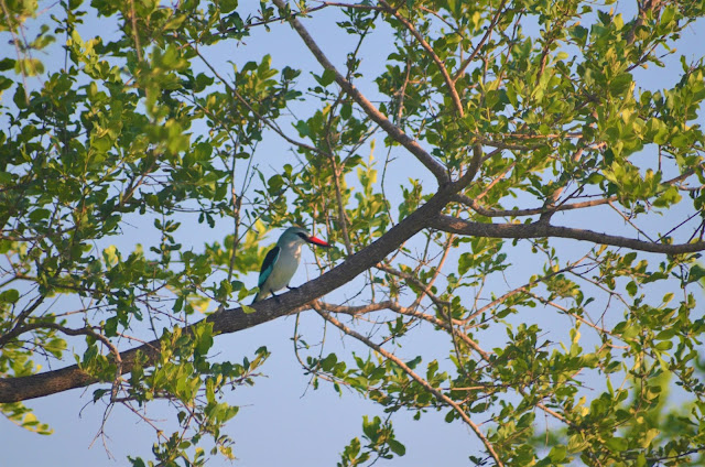 Brown-hooded Kingfisher @SANParksKNP @SANParks #KrugerNationalPark #SouthAfrica