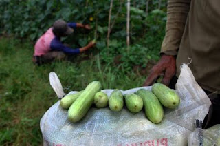 harga sayur-sayuran update