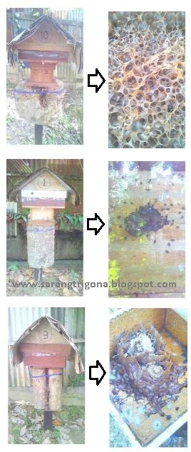 bentuk_propolis