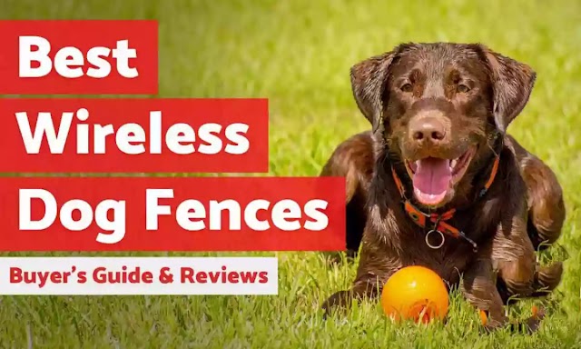 Best Wireless Invisible Fence For Dog 2021