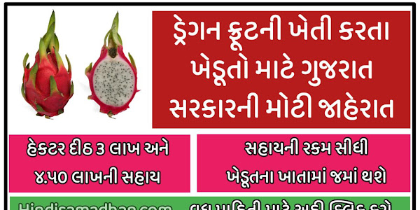 Dragon Fruit : Gujarat government makes big announcement for farmers