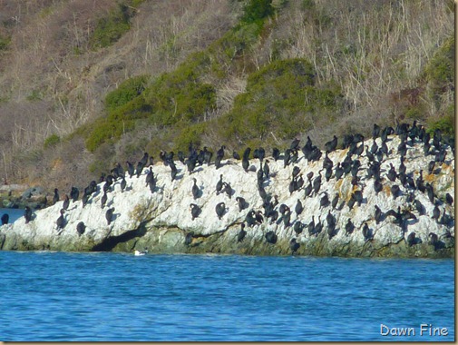 tomales bay birding_021