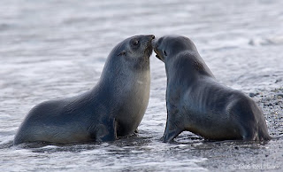 Cute Antarctic Fur Seals