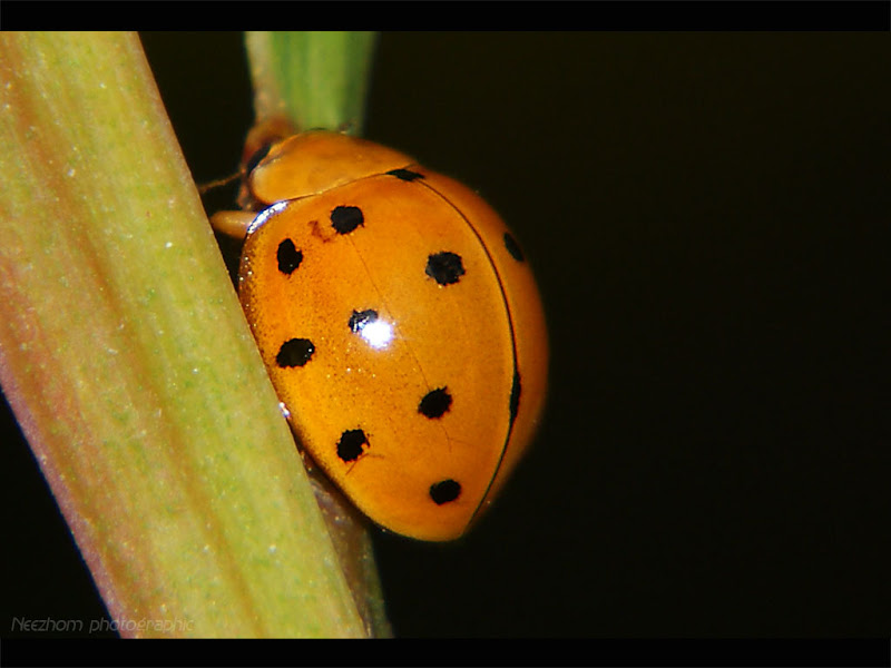 Variety of LadyBirds photo