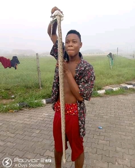 Huge Python Killed In Hostel At The Federal University Otuoke, Bayelsa (Photos)