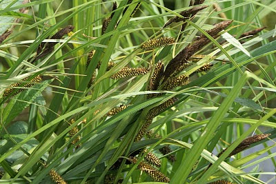 Rûchkop - Oeverzegge - Carex riparia