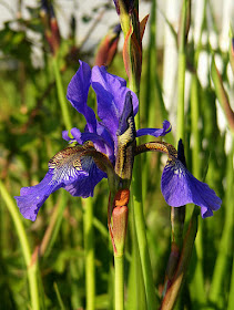 Iris sibirica. Photographed by Susan from Loire Valley Time Travel. https://tourtheloire.com