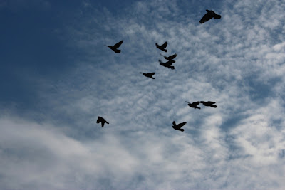 Revoada de pombos nos céus do Parque Areião