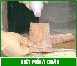 Dịch vụ diệt mối tận gốc tại Hà Nội