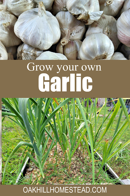 Garlic bulbs and a raised garden bed of garlic plants. Text: How to grow garlic from cloves.