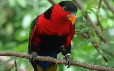  Burung nuri atau ada juga orang yang menyebutnya dengan burung perkici dan burung kasturi 18 Jenis Burung Nuri di Indonesia yang Wajib Anda Ketahui
