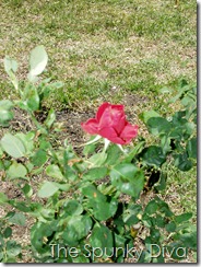 P4164054