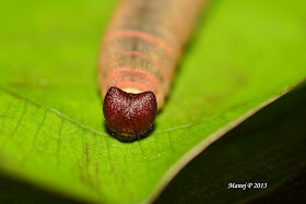 Suffused Snow Flat Tagiades gana buttefly life cycle