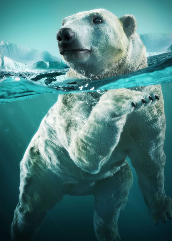 Polar bear