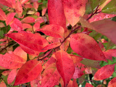 Itea virginica 'Sprich' Little Henry fall colors