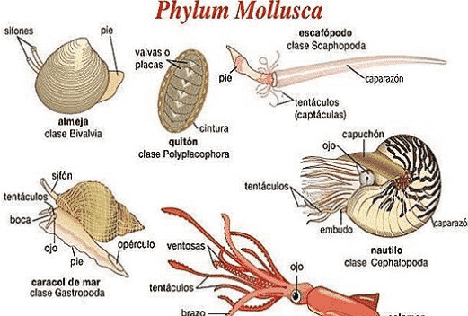 Pengertian Hewan  Moluska  Klasifikasi dan Cirinya satwa 