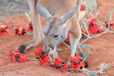 Pet Kangaroo Seen On www.coolpicturegallery.us