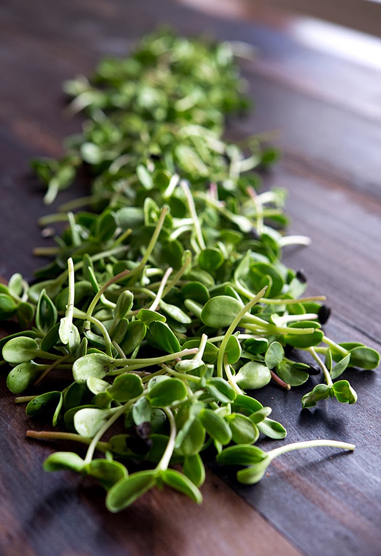 A Salad of Homegrown Microgreens WILD GREENS & SARDINES