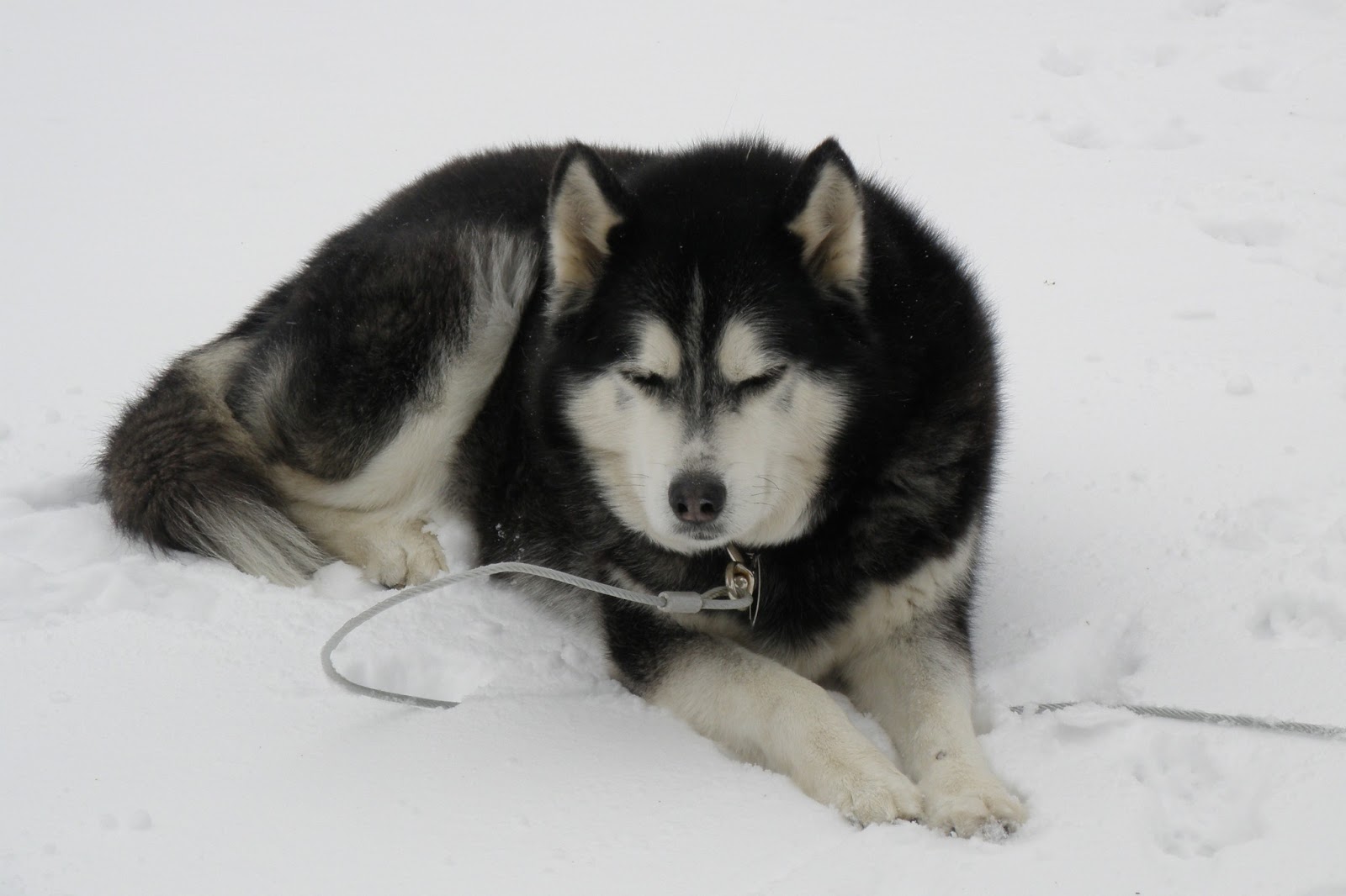 Siberian Husky Snow Dogs HD Wallpapers