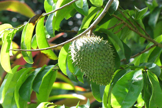 benefits of soursop leaf to fever