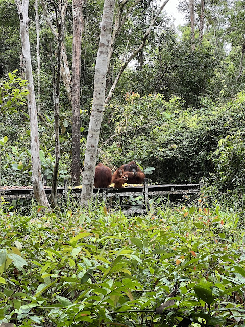 Explore Tanjung Puting Kalimantan (11)