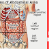 13+ Pembagian Anatomi Abdomen