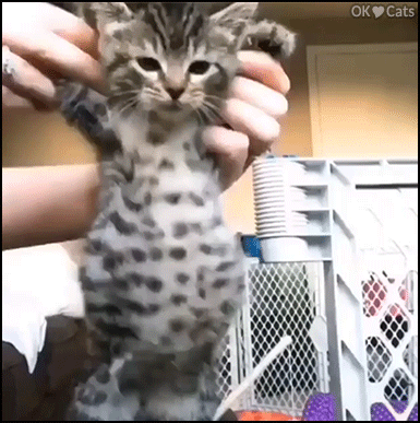 Cute Kitten GIF • Hard to dance with the belly full of milk! Adorable anf funny kitty [cat-gifs.com]