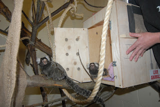 The marmosets arrive in their new home