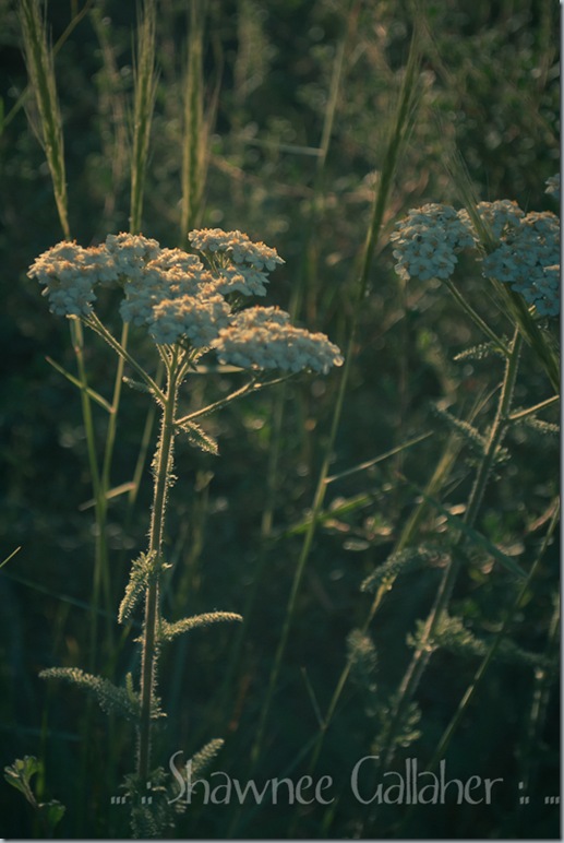 Queen Anne's Lace