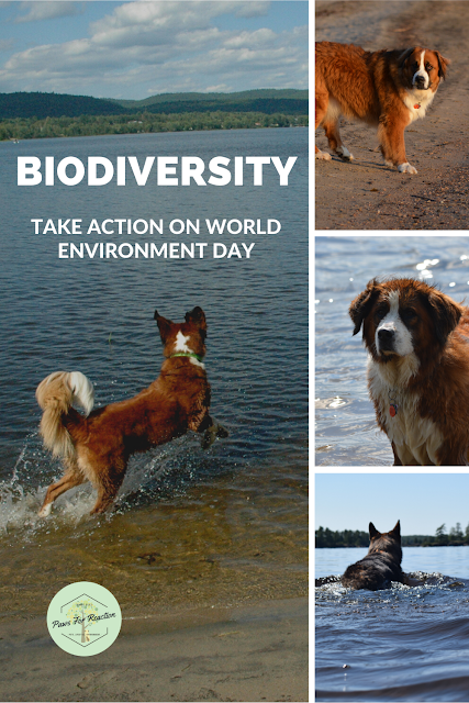 June 5 is World Environment Day 2020: Learn how you can help preserve biodiversity