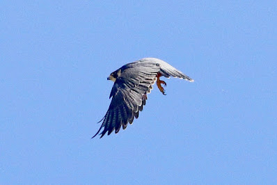 "Peregrine Falcon (Shaheen) Falco peregrinus, taking off from a tower."