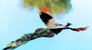 peacock in full flight