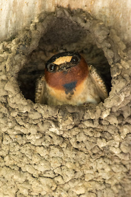 Barn Swallow, Anahuac National Wildlife Refuge