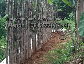 Jual pohon bambu jepang di bogor