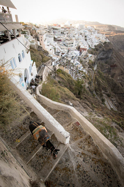 Asini a Fira-Santorini