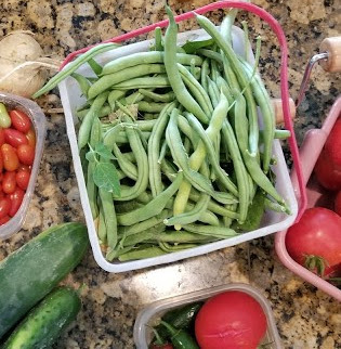 growing green beans