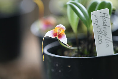 Masdevallia papillosa care and culture