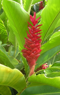 Red ginger, alpinia purpurata