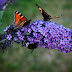 Bunga Butterfly bush